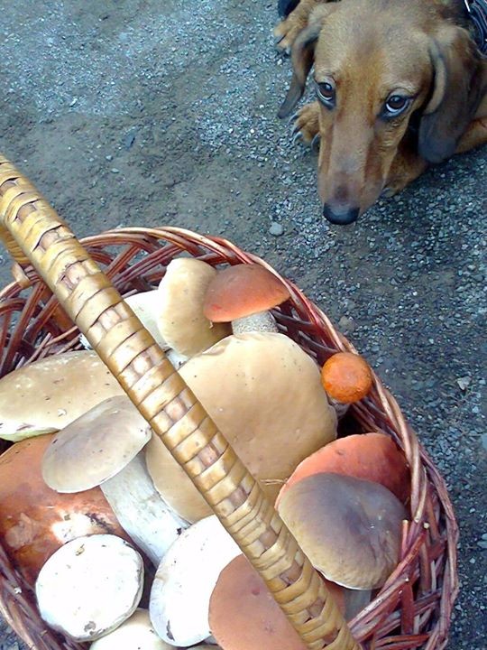роман 