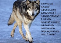 Canis Lupus