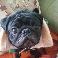 Алеся Зотова