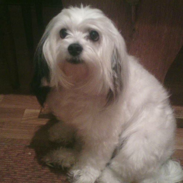 Бисов Александер