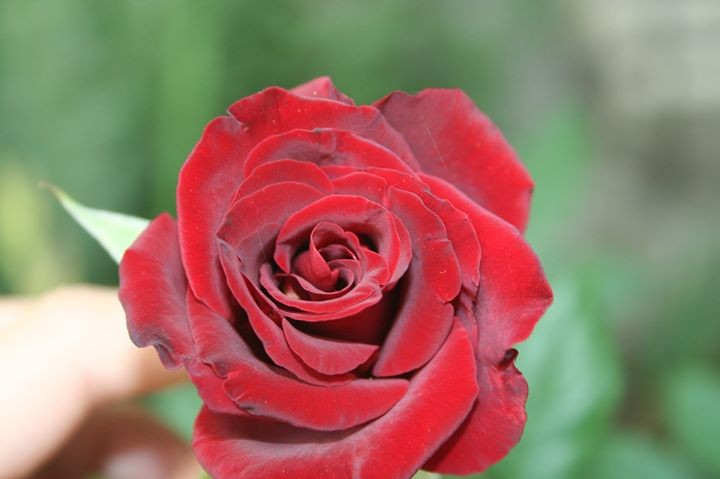 Наталя Скляр