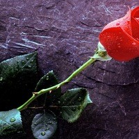 Наталья Житкевич