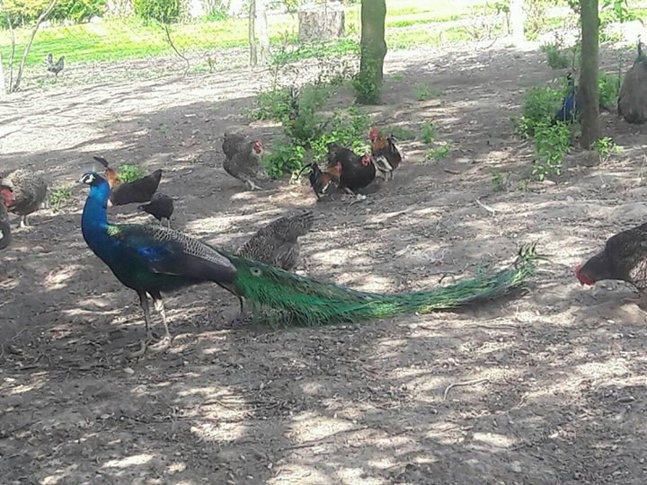 Олена Гандзюк