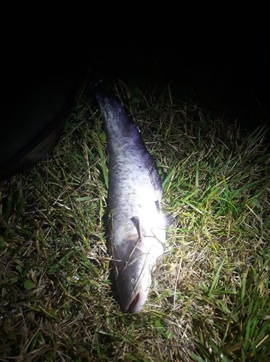 саня вербич