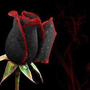 Руслан Мамедов