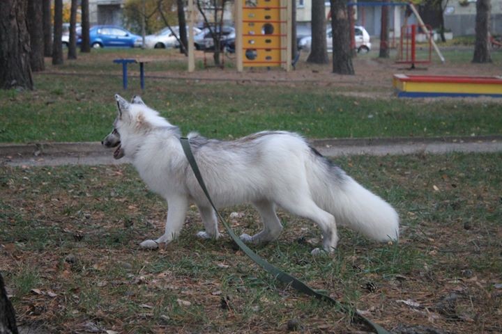 Анастасия Ларина