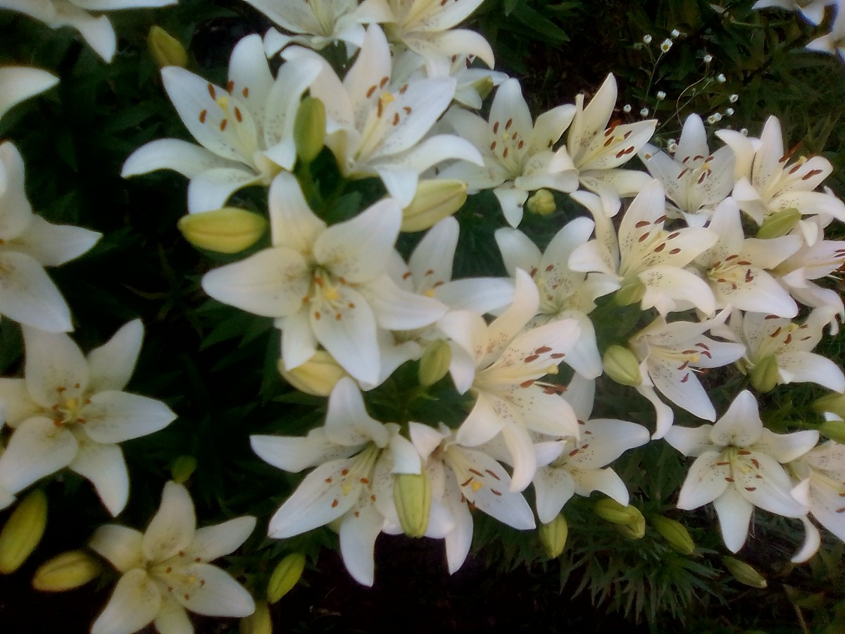 Людмила Снисарь