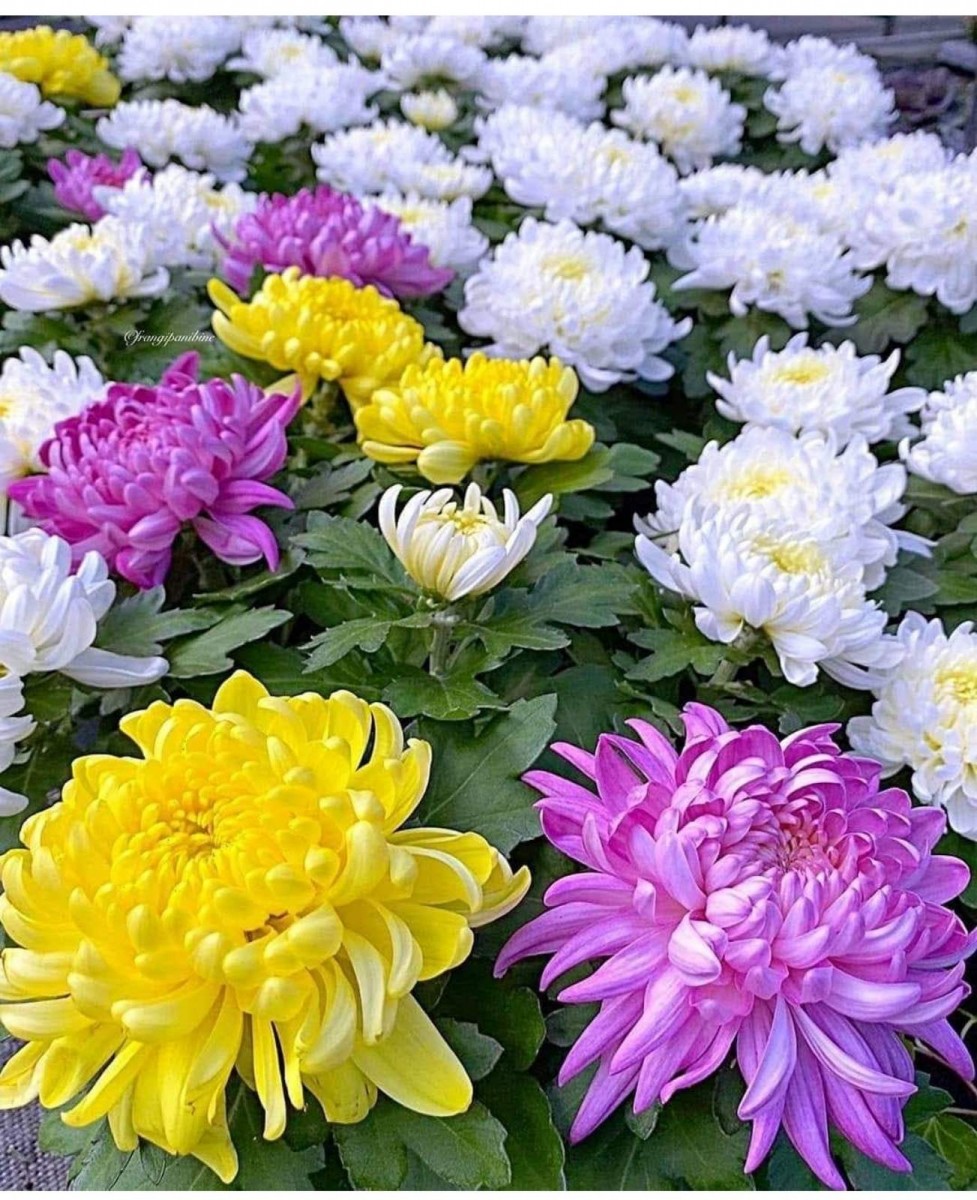 Михаил Суслов Михаил Васильевичь.